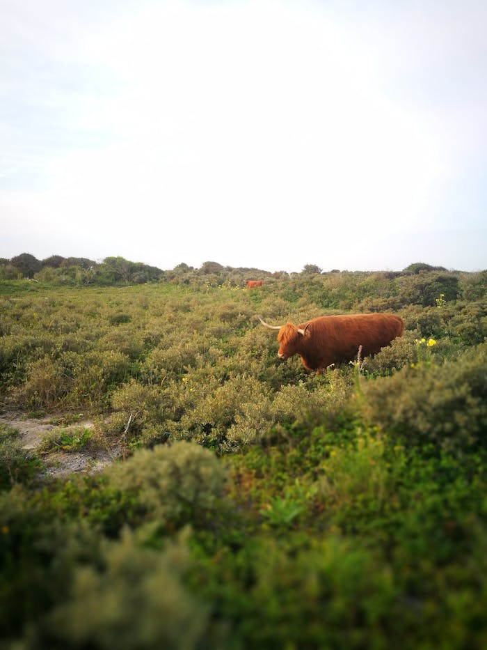 A Highland cow peacefully grazing in the lush fields of rural Den Haag, Netherlands.