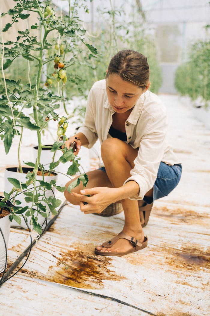 A woman tending to tomatoes in a greenhouse, showcasing gardening in an indoor setting.